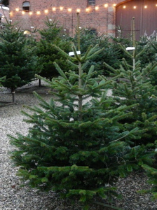 Geschlagener Baum